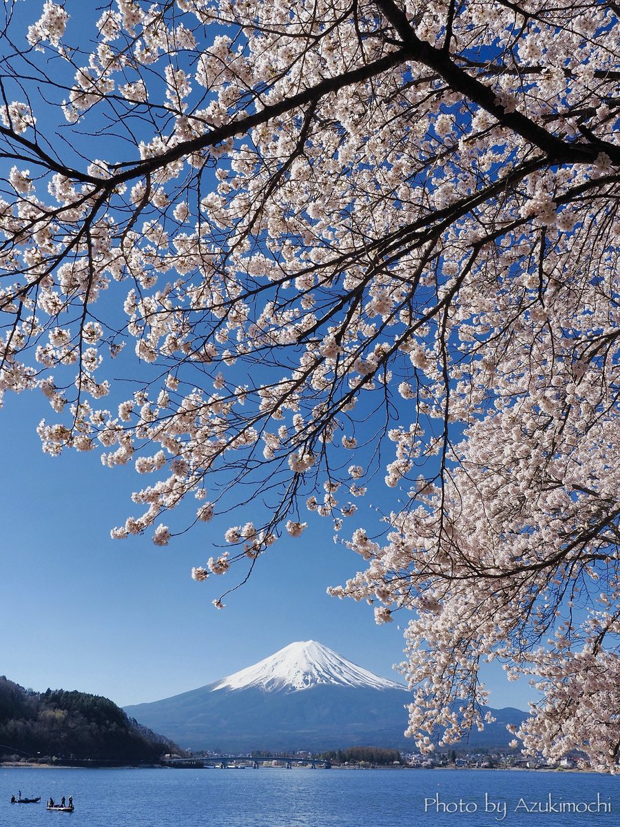 小豆餅乃部屋 ⚘ ⡱ tweet media