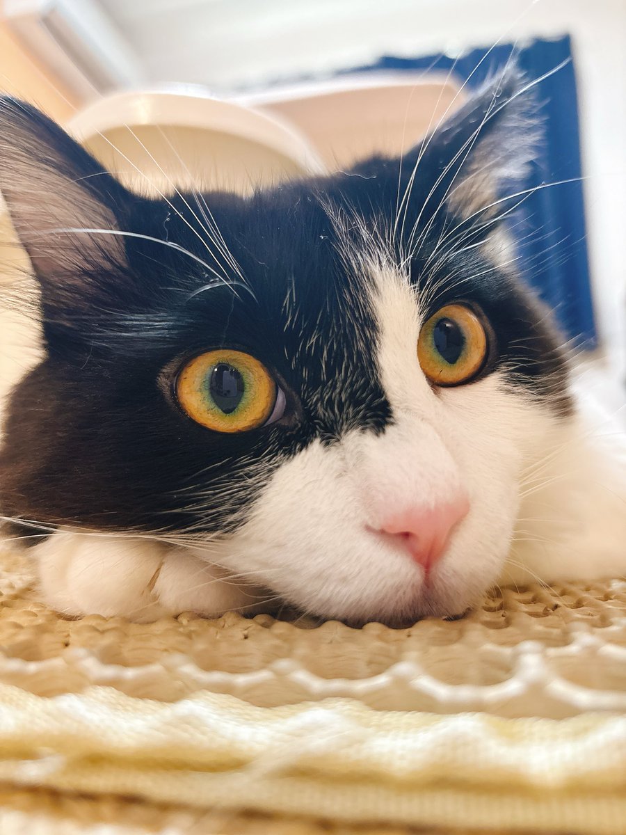 ぼくはムタ tweet media