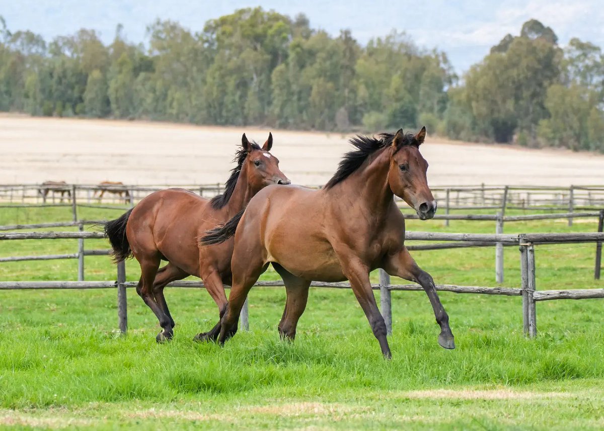 Boland Stud / Eugene Freeman tweet media