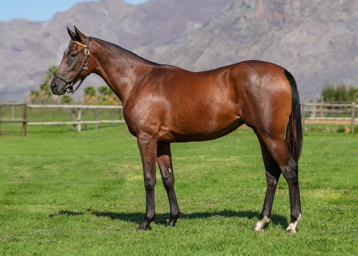 Boland Stud / Eugene Freeman tweet media