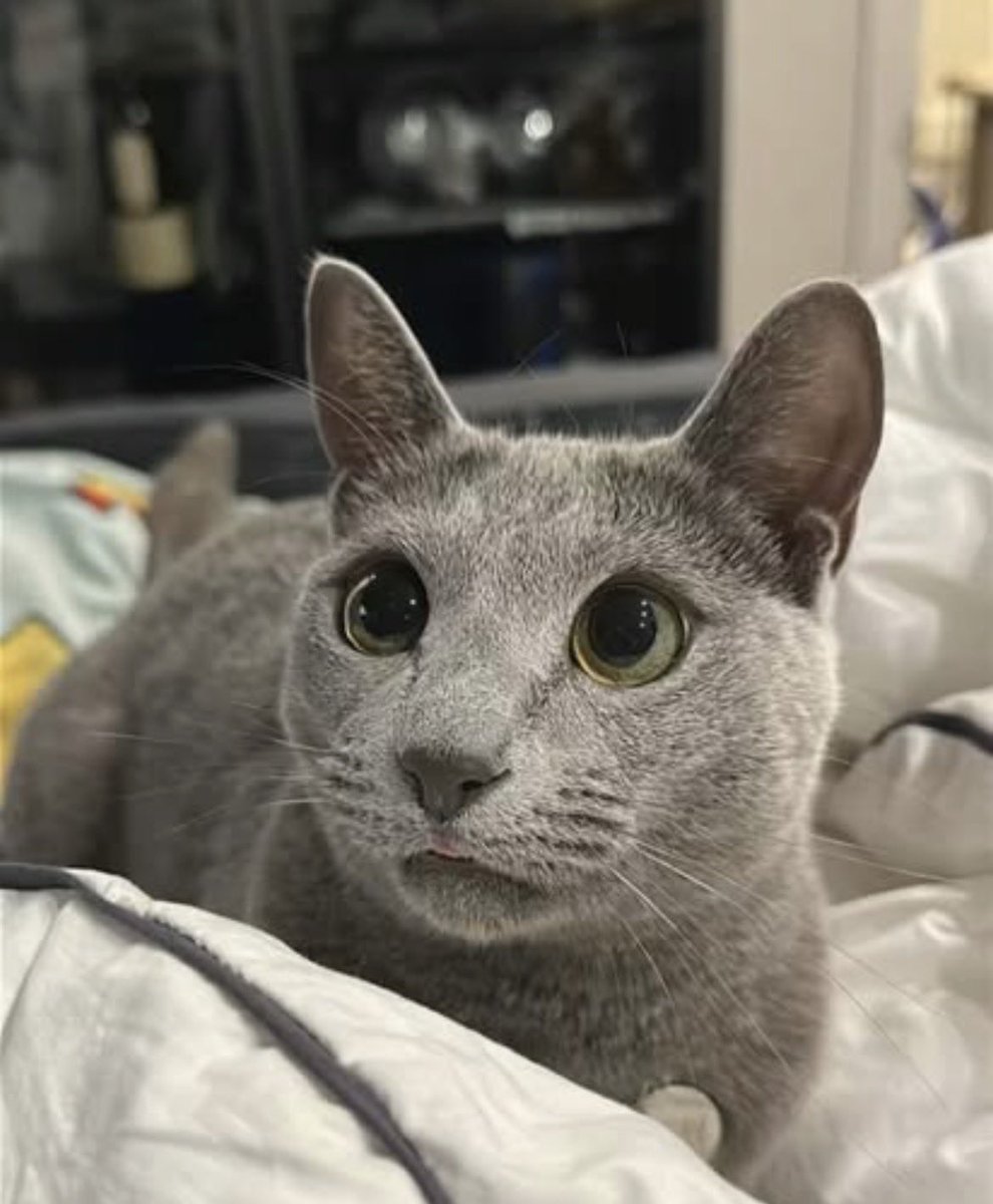 iS2enboyz's tweet photo. kevin got a cat ?! OMG SO CUTE https://t.co/Snrd1I1O00