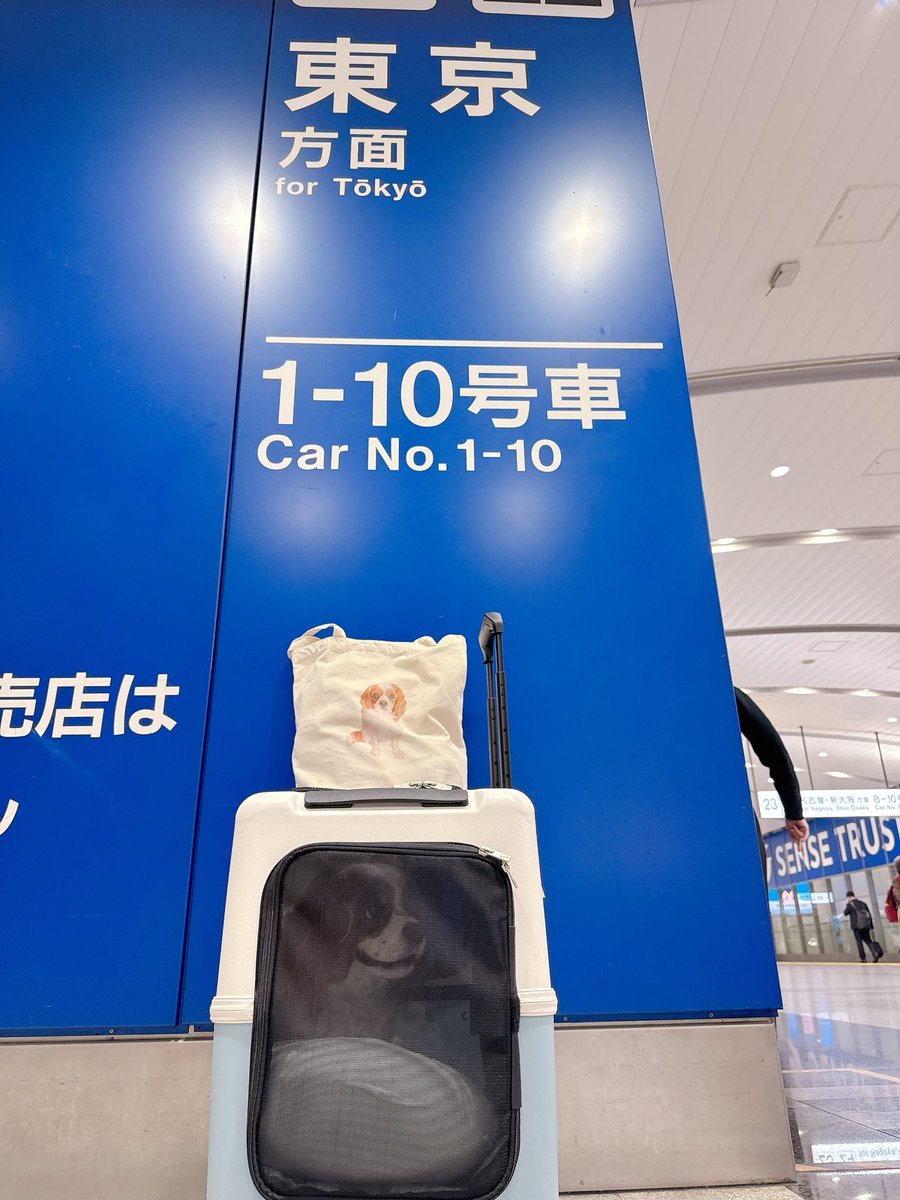 ふれいあの中身(*´ч`*) tweet media