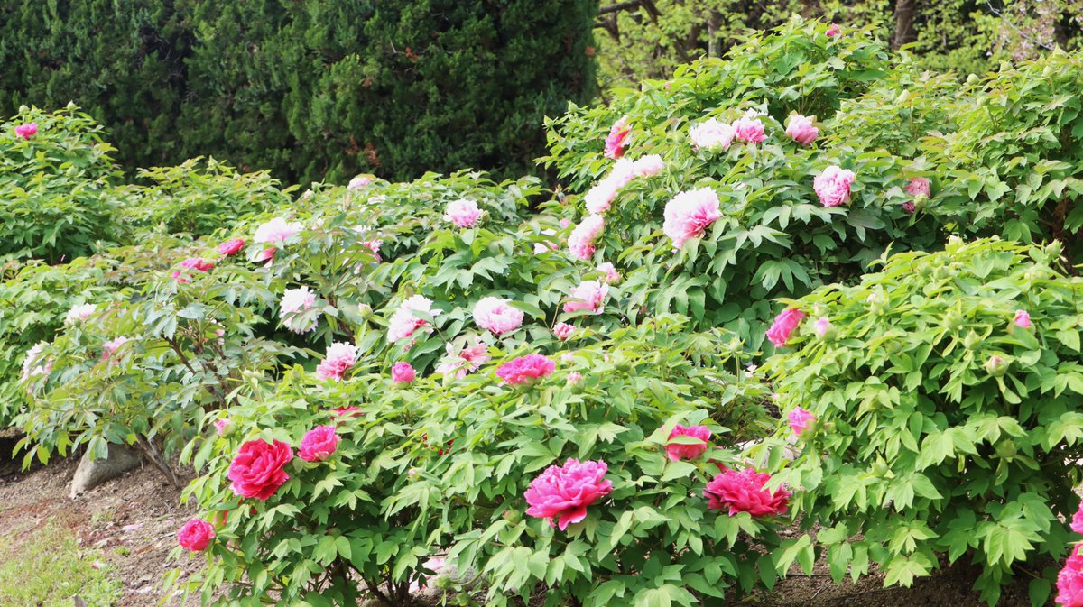 長居植物園 tweet media