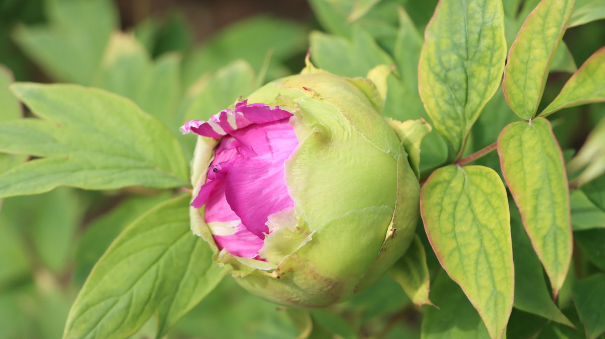 長居植物園 tweet media