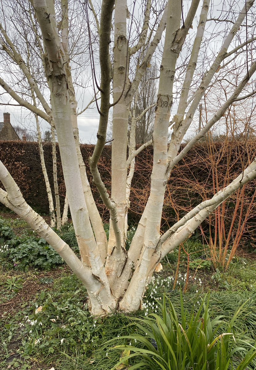AlanEDown's tweet image. I’m looking forward to giving a talk to Sea Mills Gardening Club tonight on #garden plants with good looking bark and stem colour. #Bristol