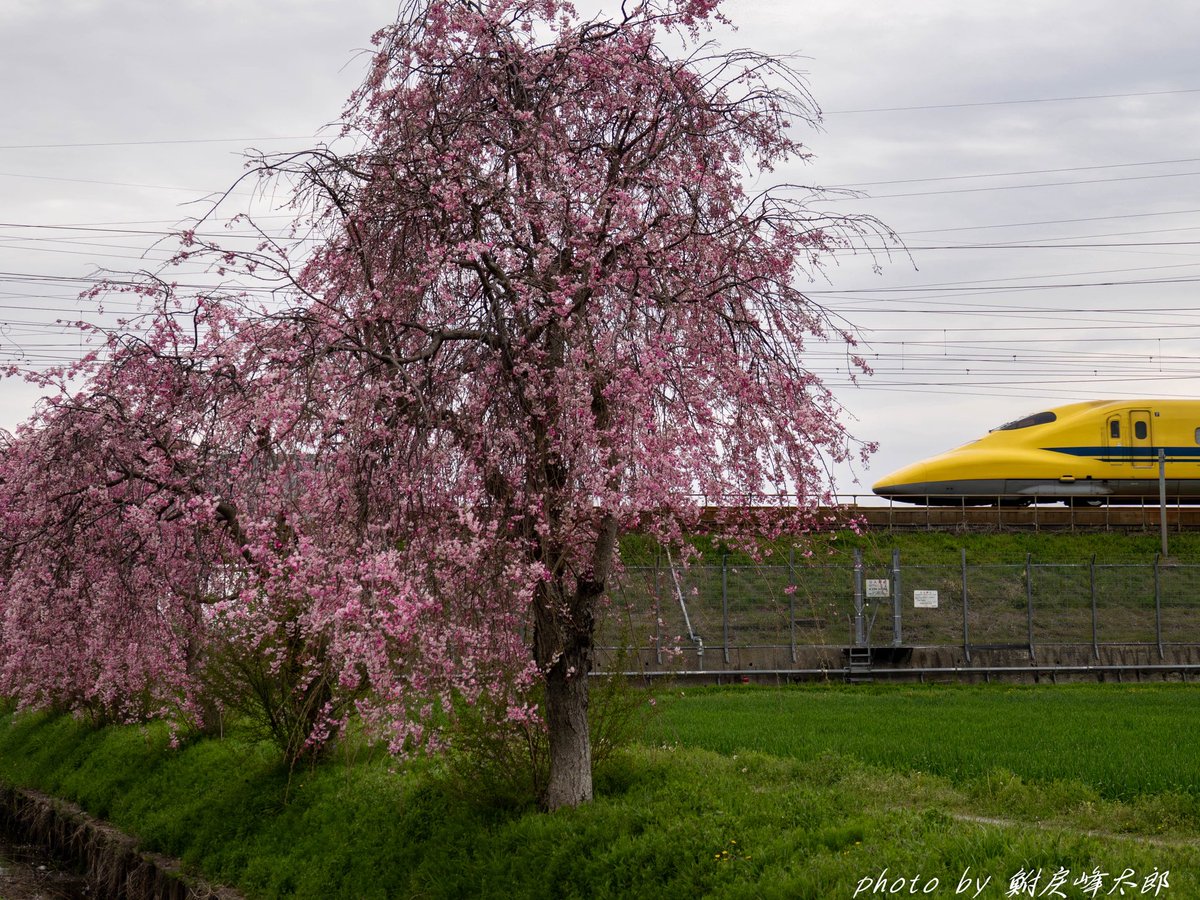 鮒戻峰太郎 tweet media