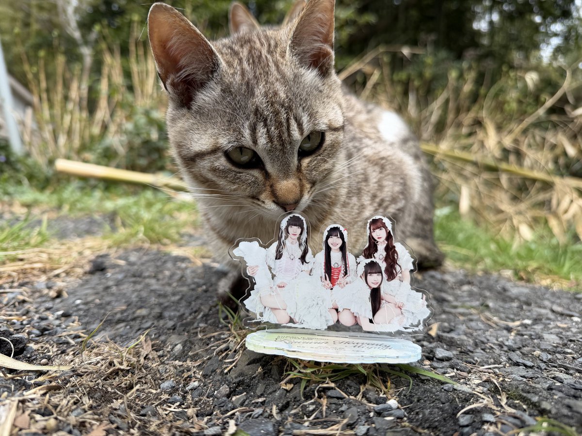 jams_rrr's tweet photo. @amchanU6_6U 猫です https://t.co/oCudM7smtL