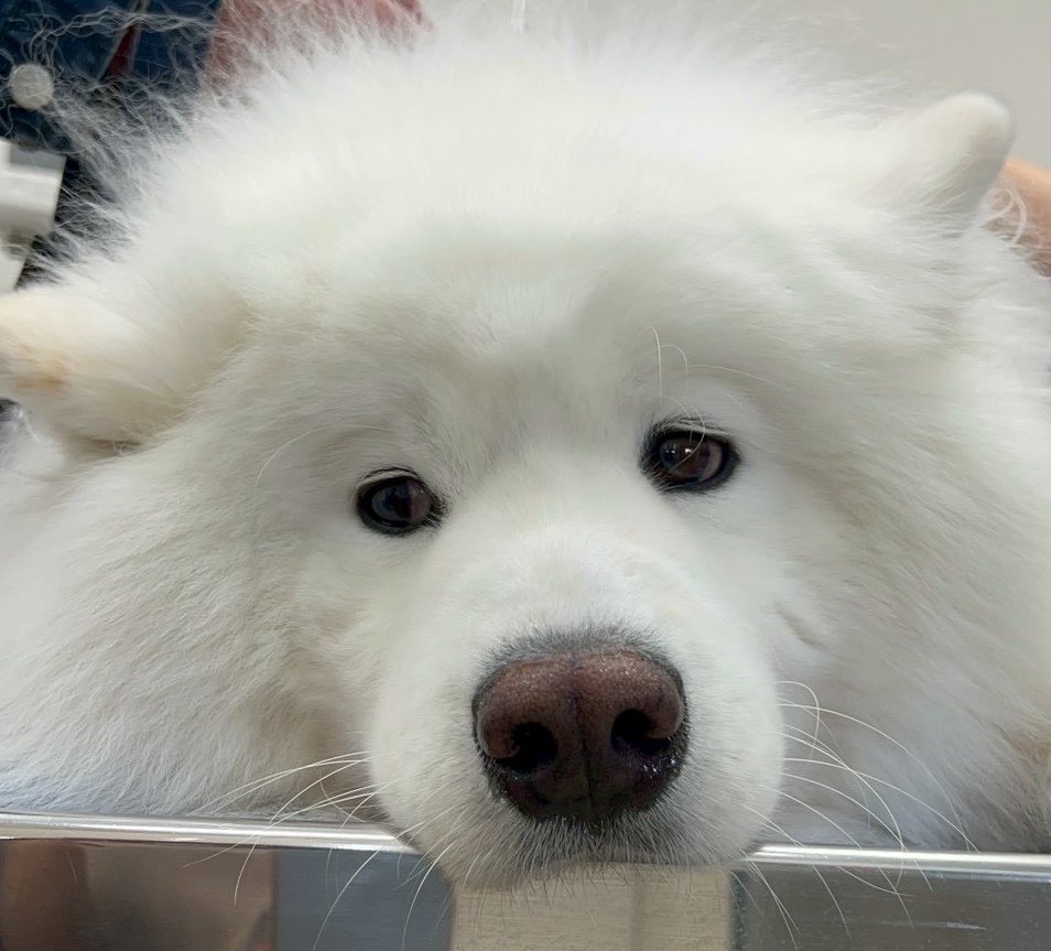 THE DAZS ダッツファミリーCh. tweet media