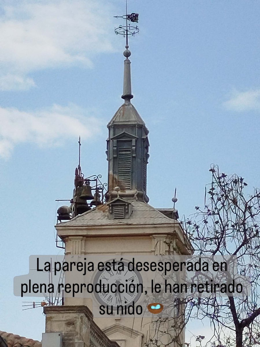 “¡Escándalo en Alcalá! Ayuntamiento arrasa nido de cigüeñas con 5 huevos en plena incubación, ignorando al Colectivo Ciconia que pedía esperar a julio. 30 años de hogar destruidos por demagogia ‘protectora’. ¡Negligencia pura! Apoyamos su denuncia. #Cigueñas #Alcalá #BastaYa 🪺🐣