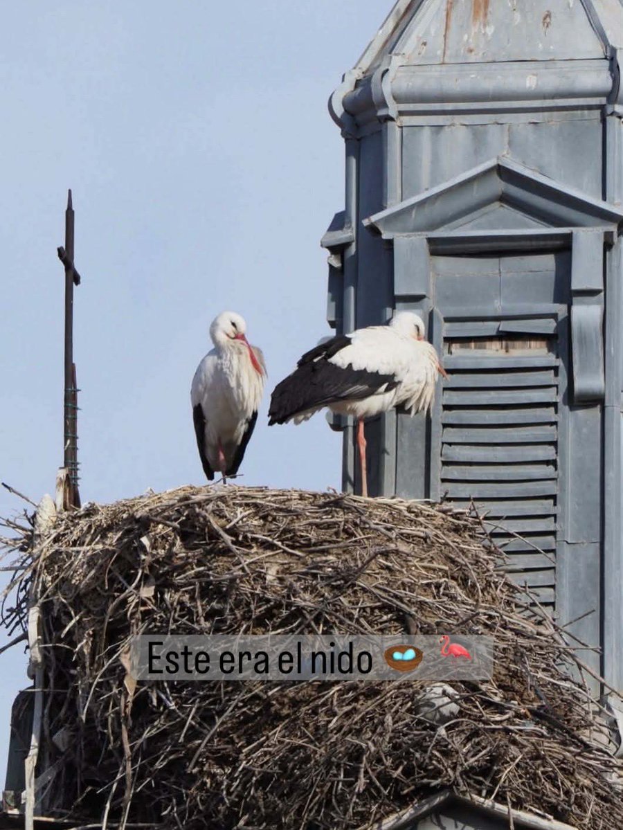 Amigas das Cegoñas tweet media