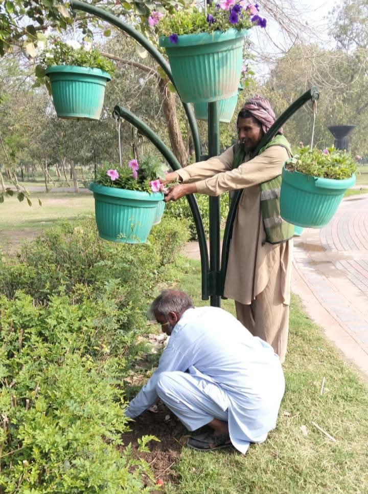 PhaLhr's tweet photo. وزیر اعلی پنجاب محترمہ مریم نواز شریف صاحبہ کے گرین پنجاب ویژن کے تحت پی ایچ اے لاہور کے ملازمین شہر میں شاہراہوں ، گرین بیلٹ اور پارکوں میں ہارٹی کلچر کا
کام کررہے ہیں ۔
#lahore #green #horticulture #lahori https://t.co/zVounKsAqU
