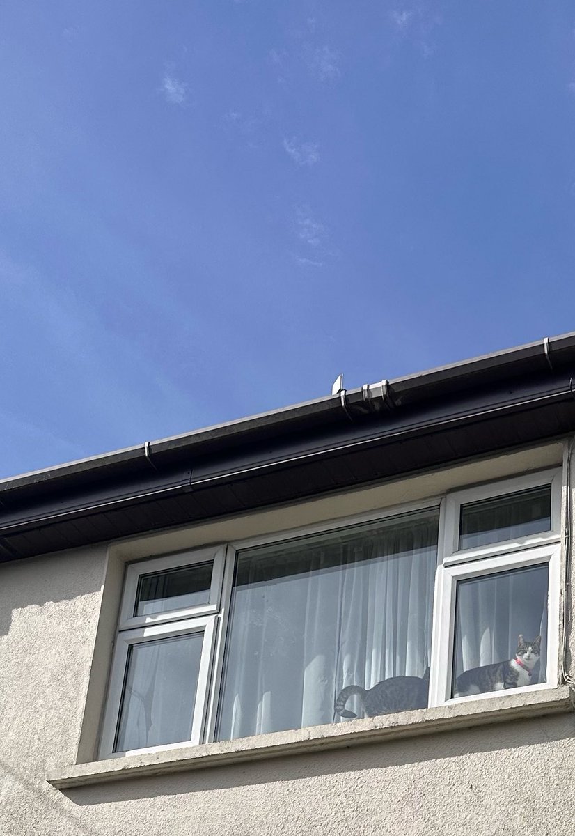 しゃも&あずき先生&うずらまめ姉妹 tweet media