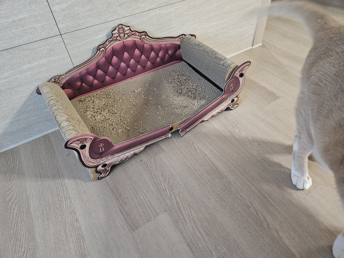 꼬냥 OwO tweet media