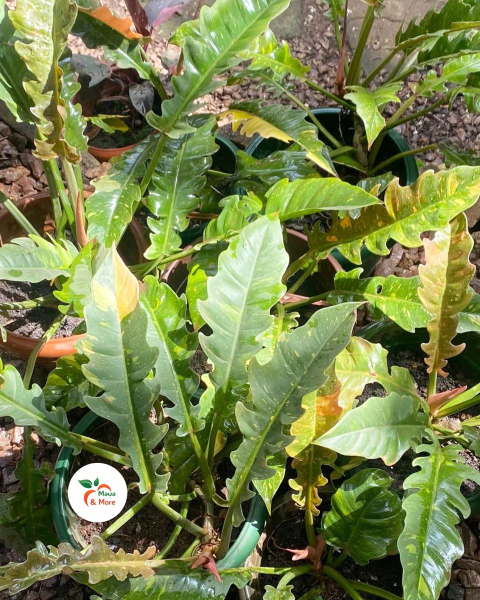 Maua & More tweet media