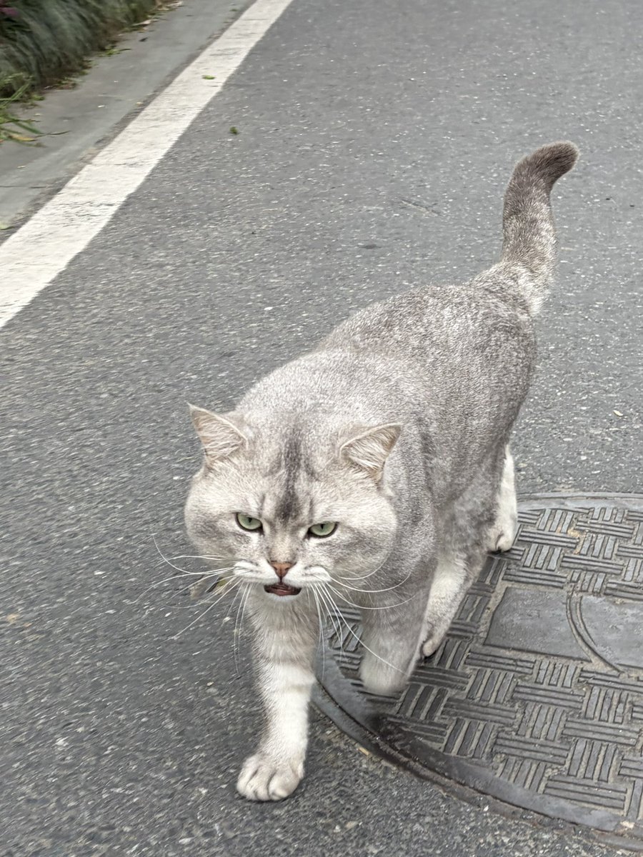 偷偷大王 tweet media