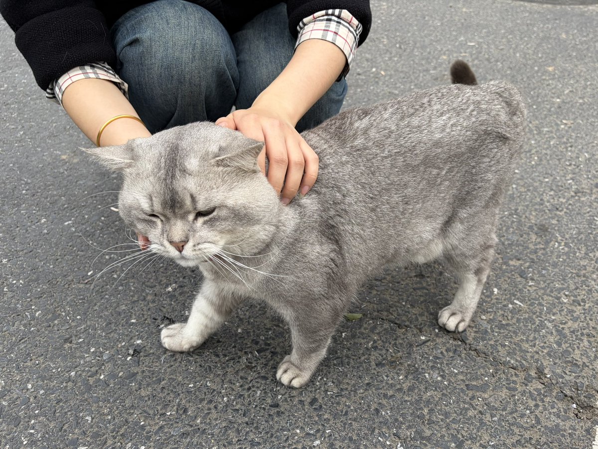 偷偷大王 tweet media