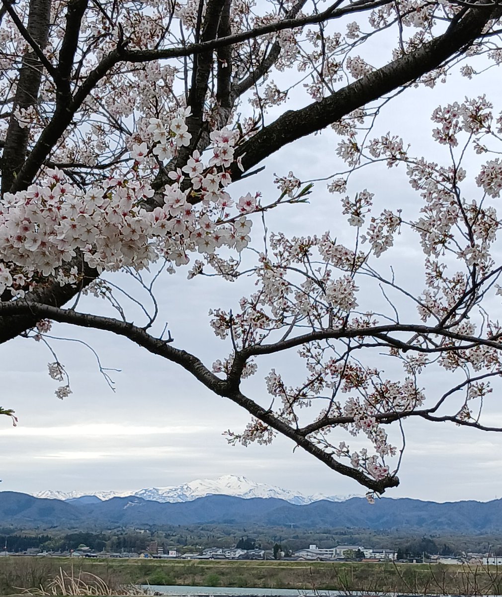 果名ショーイ🔰株初心者 tweet media