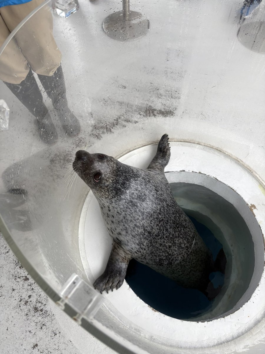 しながわ水族館 tweet media