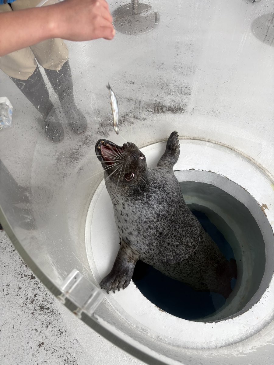 しながわ水族館 tweet media