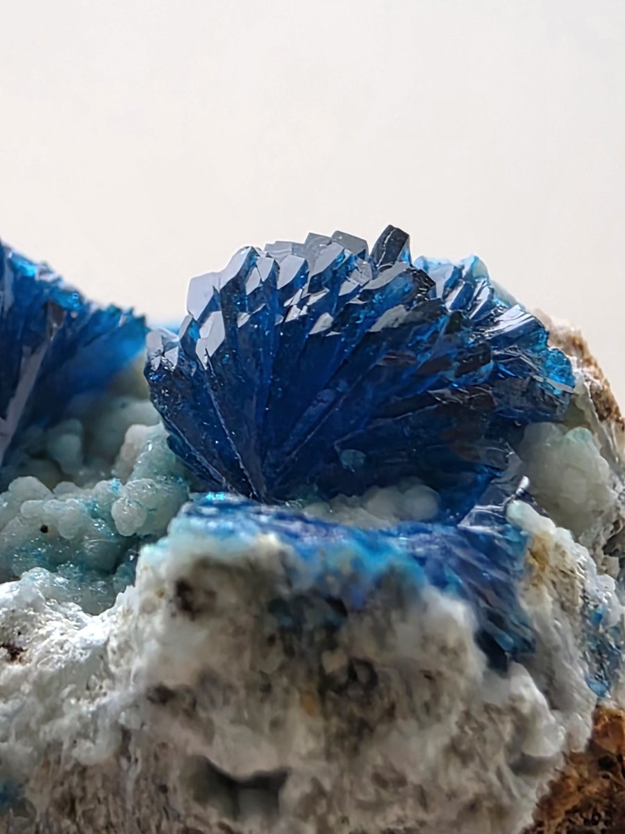 クロネコ tweet media