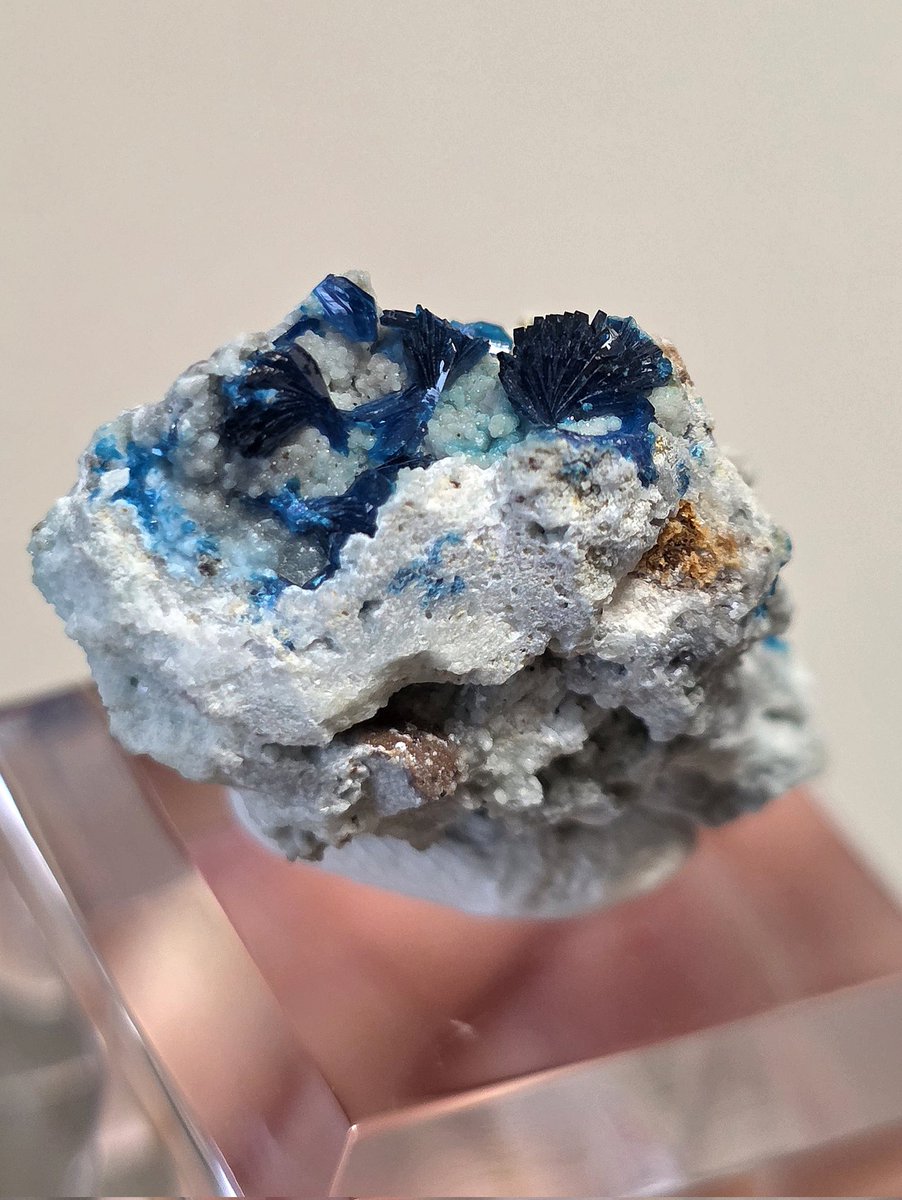 クロネコ tweet media