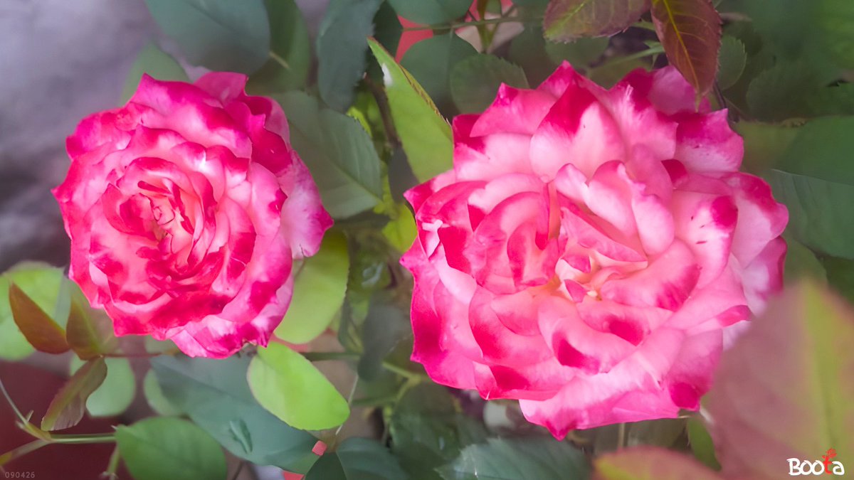 boota310's tweet photo. Double the blooms, double the charm 🌸🌹
These pink roses look like they’ve been kissed with a splash of color.

#PinkRoses #RoseGarden #BloomBeauty #GardenVibes #FlowerPhotography #NatureColors #PlantLovers #FloralMagic #boota #Rose #GardeningX https://t.co/VO48hzf0iR