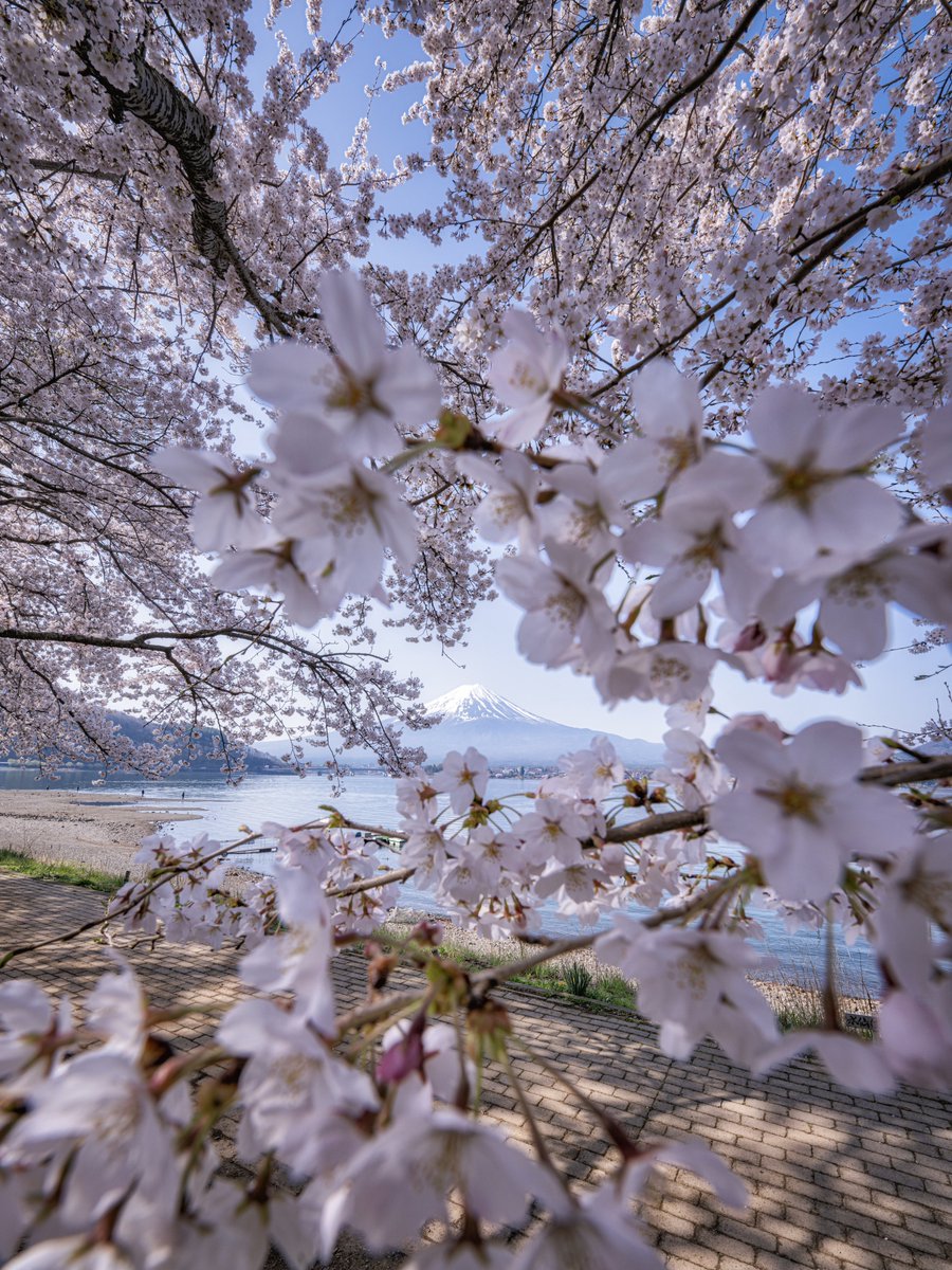 桜の隙間から見る富士山