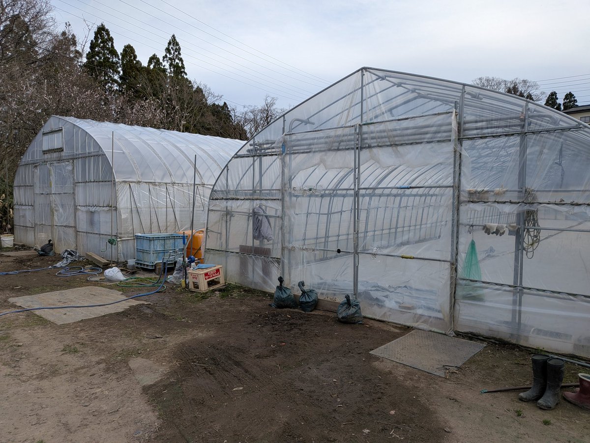 本日ビニールハウス2棟分の種蒔き終了。苗箱1500枚で限界?残り 