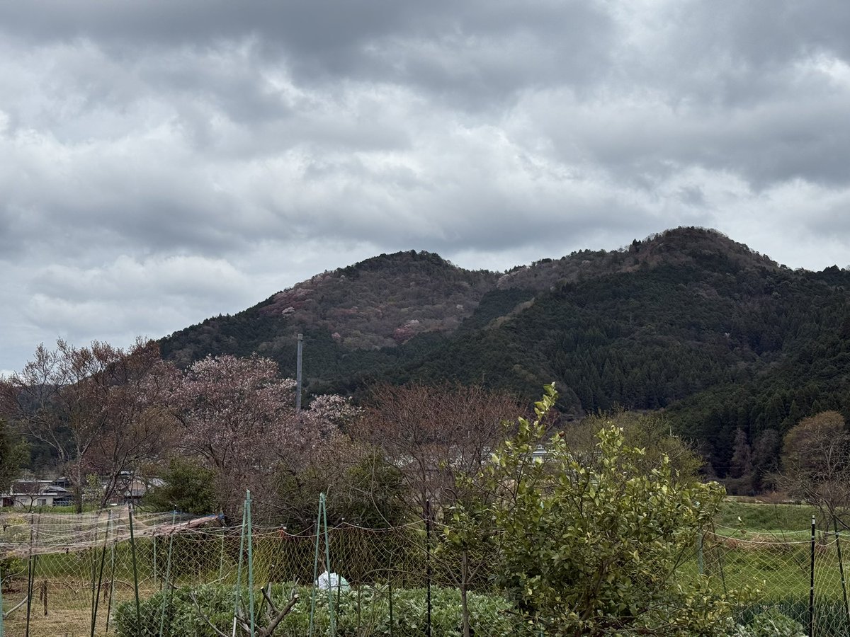 彩羽真矢 tweet media