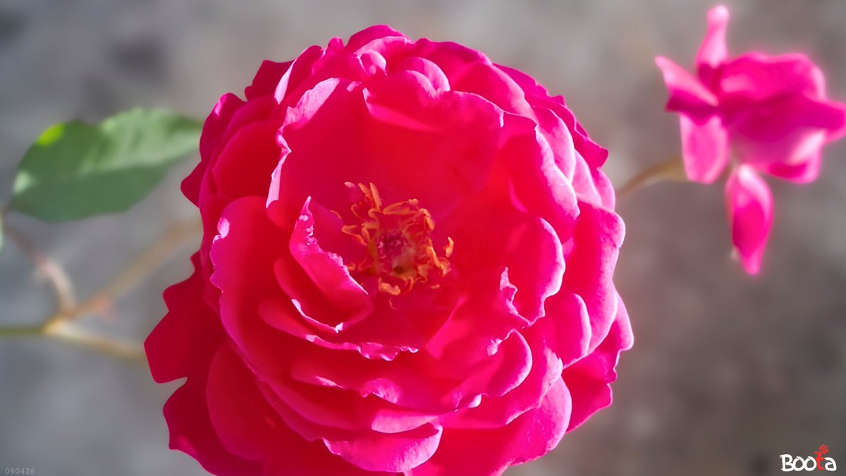 boota310's tweet photo. Layers on layers of crimson beauty 🌹
Every petal tells a softer story the closer you look.

#RedRose #RoseLove #BloomLayers #GardenBeauty #FlowerPhotography #NatureCloseUp #PlantVibes #SpringFeels #boota https://t.co/yQKNrCkL8F