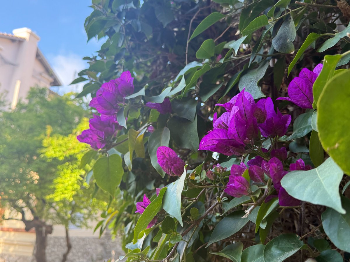 LeCannetVille's tweet image. Bonjour Le Cannet ! ☕️

#LeCannet #CotedAzurFrance #MagnifiqueFrance #jaimemaville