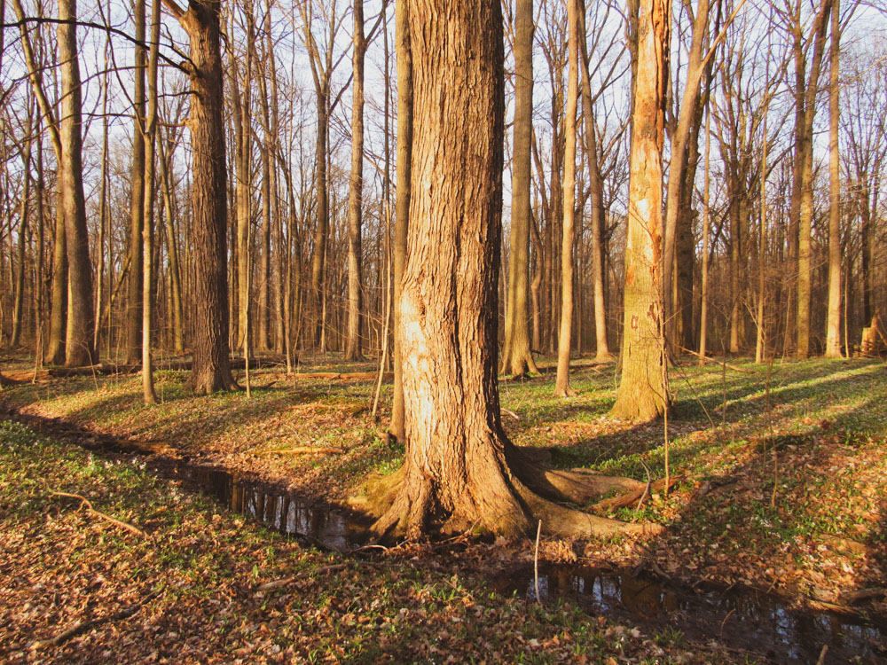 LilyThorn_'s tweet photo. Late light threading
through bare trunks.
4/8/2026
~ ๐ ใฐ๏ธ ๐ ใฐ๏ธ ๐ ~
#forestquiet #earlyspringwoods #sunlitstream https://t.co/XHr7W6g4qU