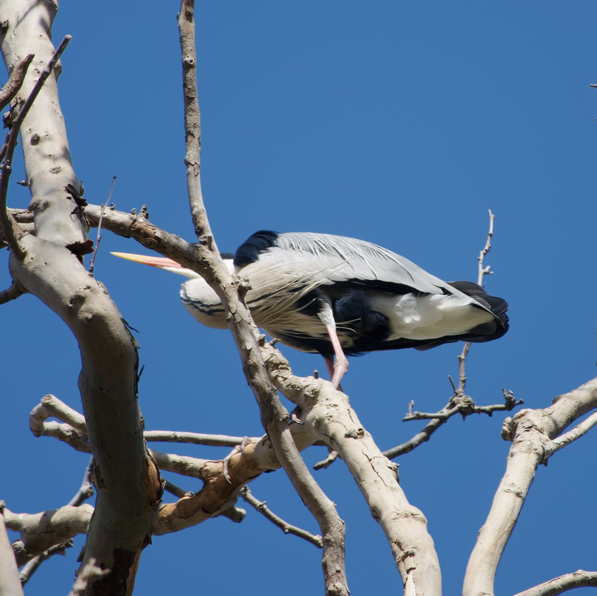 Ahu Öztürk tweet media