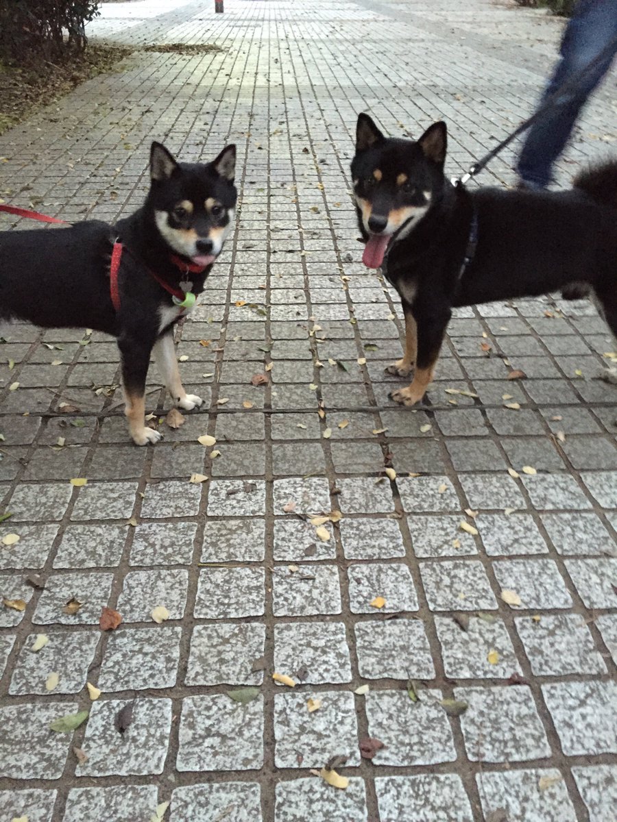 磯本つよし tweet media