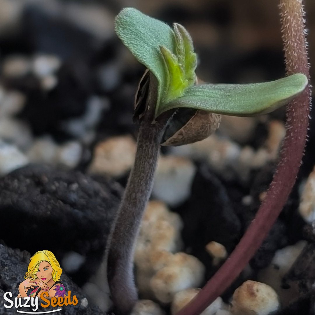 That first sprout coming out is always a great feeling. We made a straightforward step-by-step guide on how to germinate cannabis seeds the right way. Full guide here: suzyseeds.com/cannabis-seeds… What method do you use? Let us know.👇