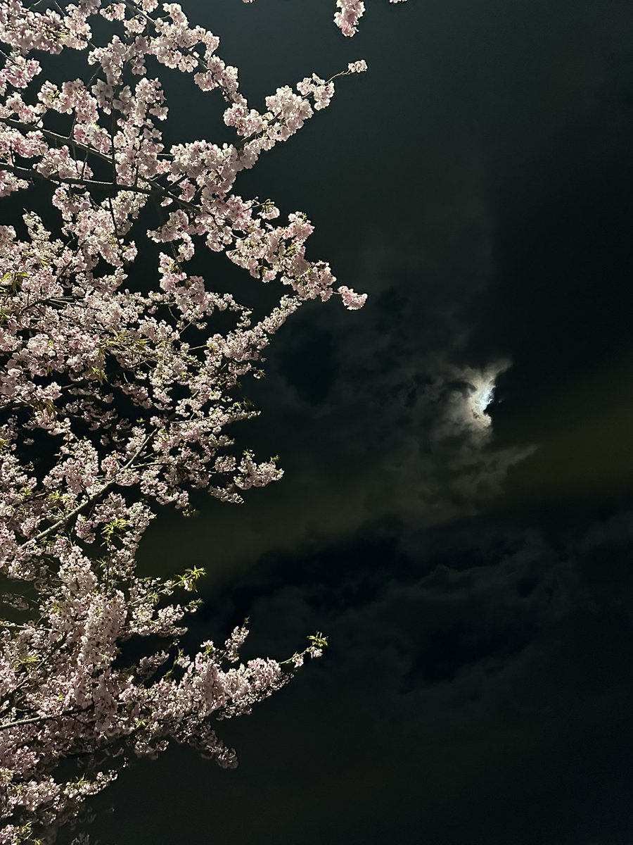 __0rll's tweet photo. ⭐️🌙🌸 https://t.co/UdPDkcKlhs