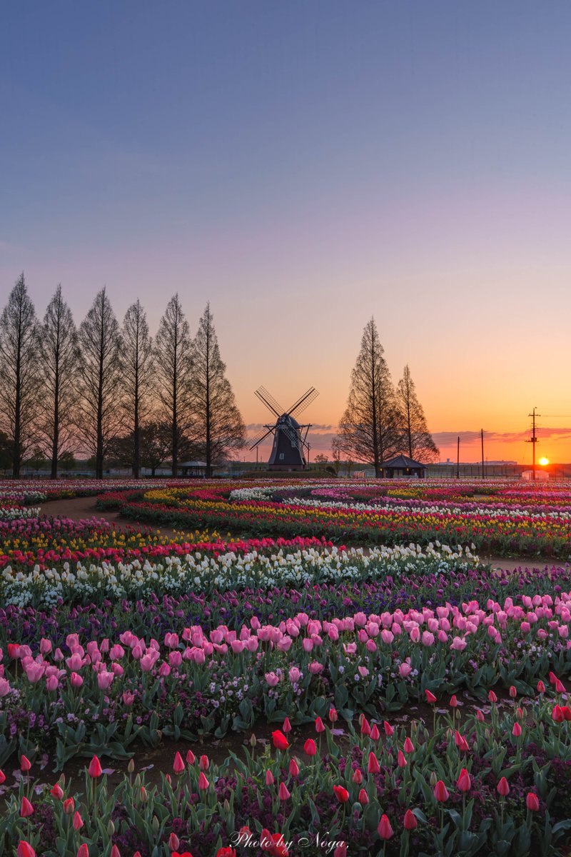 noga_photo_'s tweet image. チューリップ広がる夜明けの楽園が美しい🌷

#Sonyalpha
#これソニーで撮りました
