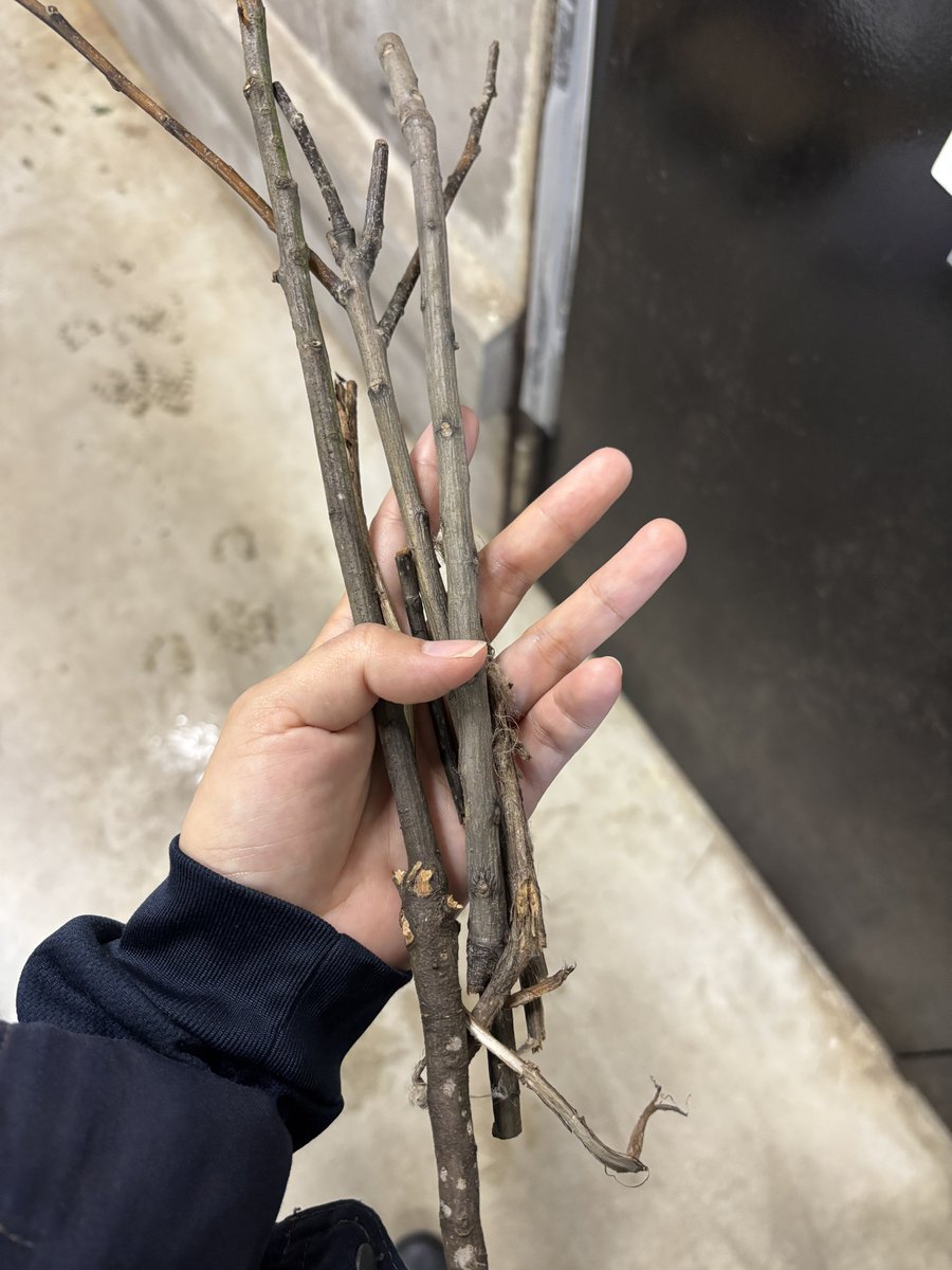 豊橋総合動植物公園（のんほいパーク） tweet media