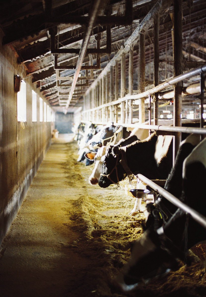 ベコ飼いのヤァゴ tweet media