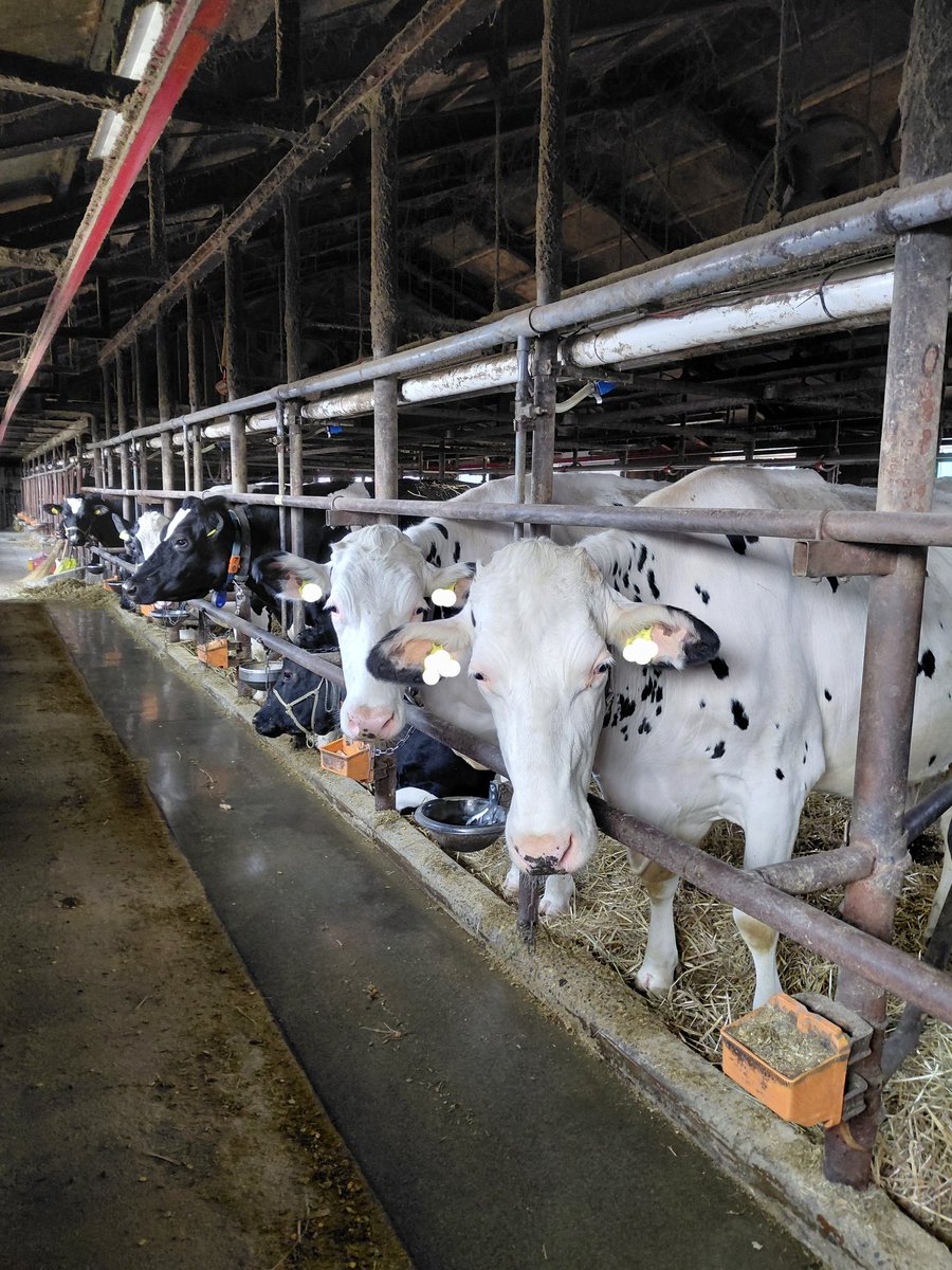 ベコ飼いのヤァゴ tweet media