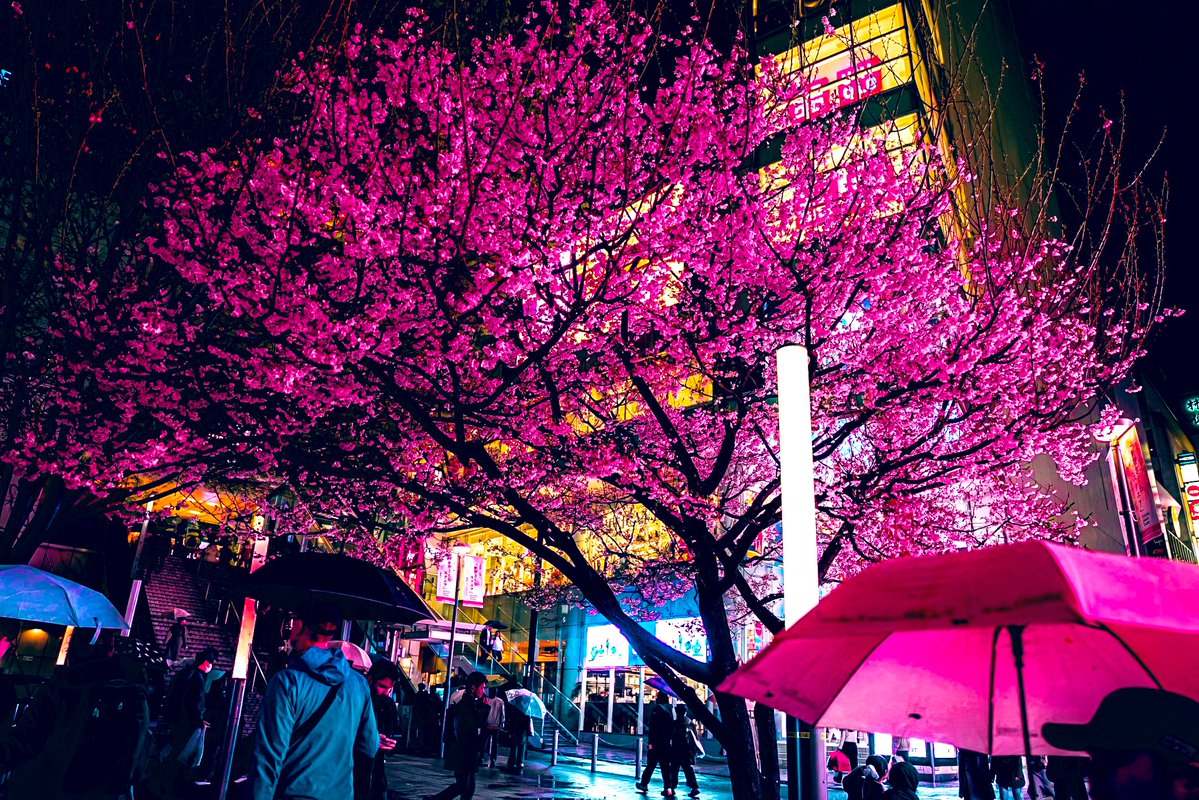 Sakura night in Tokyo,Japan.
