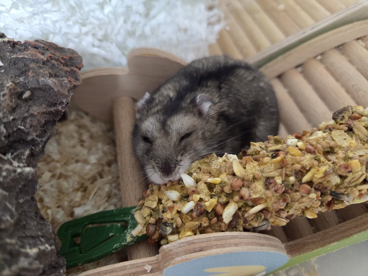 몽떼와 누냐의 우당탕탕 🌞 tweet media