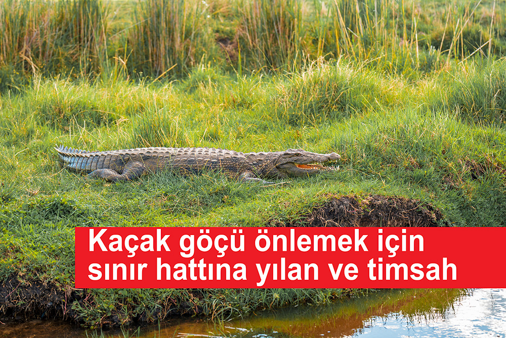 fransapostasi's tweet image. Kaçak göçü önlemek için sınır hattına yılan ve timsah 
fransapostasi.fr/yasam/kacak-go… 

#postahaber #postafransa #fransahaber #fransapostası #hindistan #bangladeş #sınırgüvenliği  #yılan  #timsah #sınırkontrolü #kaçakgöç
