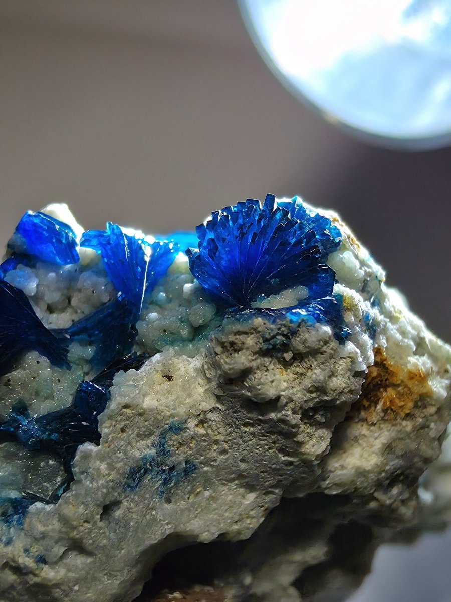 クロネコ tweet media