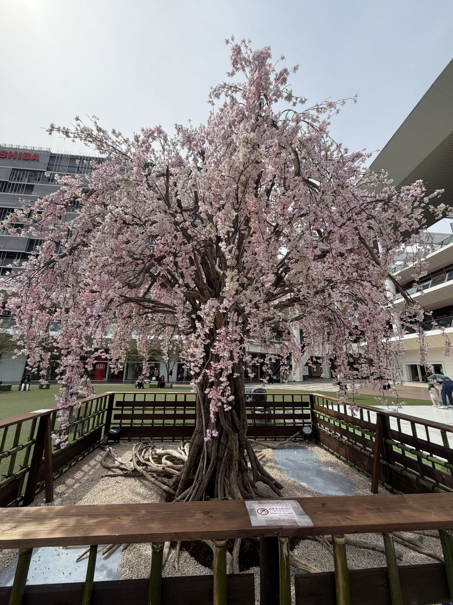 これは本物かな⁉️
桜🌸見れた☺️
#ラゾーナ川崎
