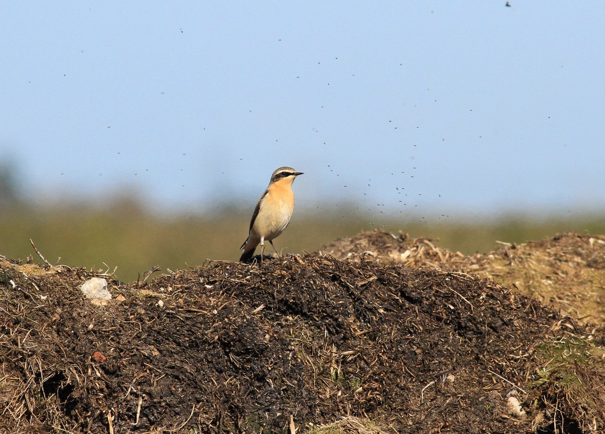 LDV_NNR's tweet photo. Five Wheatears were also recorded near East Cottingwith yesterday morning, and the first Orange Tip and Speckled Wood were seen on the wing at #SkipwithCommon NNR on Tuesday, with a Brimstone, Small Tortoiseshell, Peacock and Comma also recorded π¦ @nybirdnews https://t.co/usyXvj5Gvg