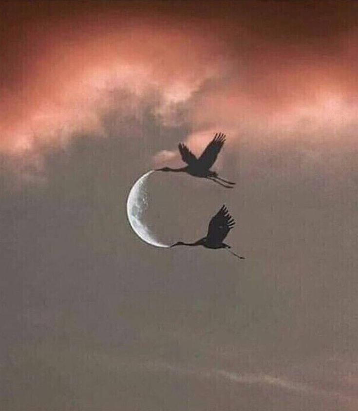 Moon Lovers tweet media