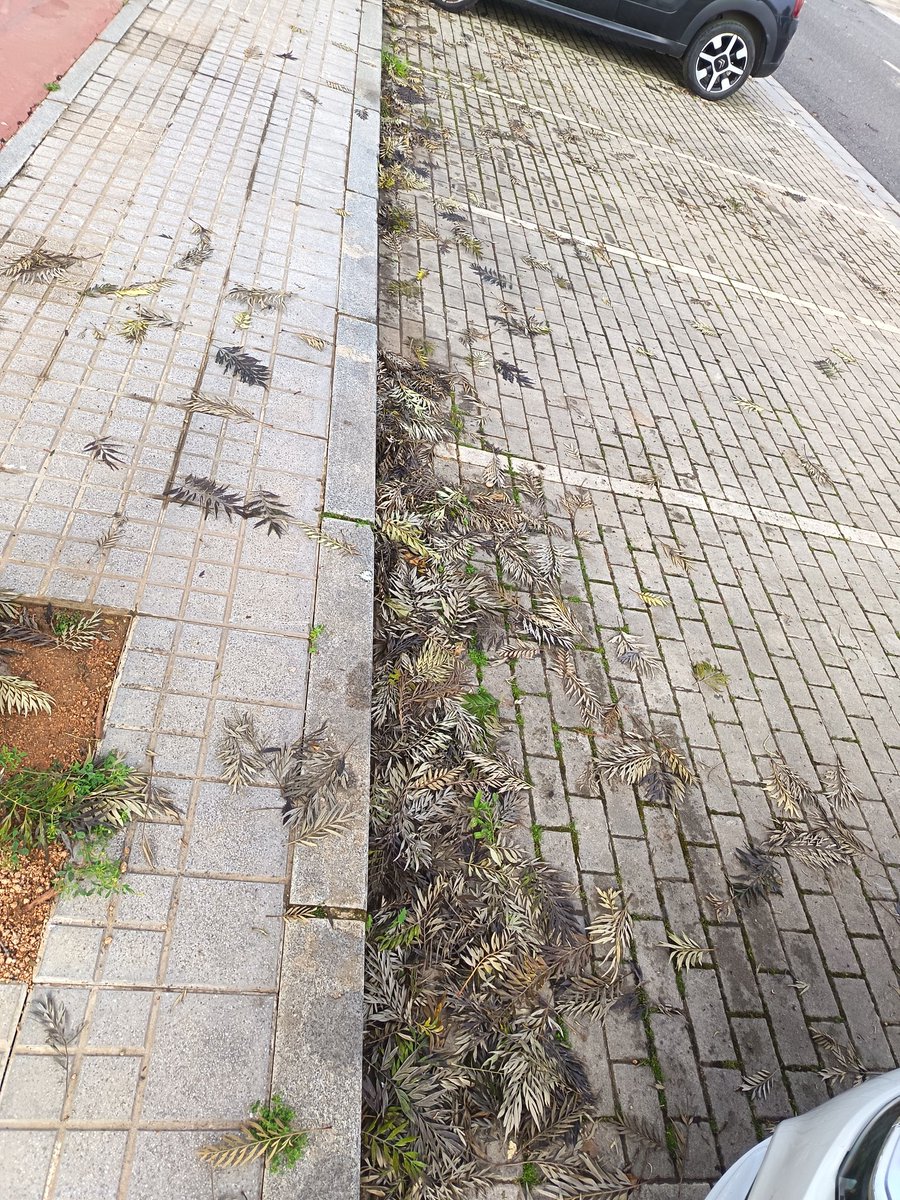 granadoss2's tweet photo. Mucho subir el impuesto a la basura pero a Sadeco no se le ve por Huerta de Santa Isabel ni por casualidad. @ayuncordoba_es aquí una muestra de parte del barrio, es de vergüenza!! Mientras más se paga peor servicio dan. https://t.co/MEAFNVmJr0