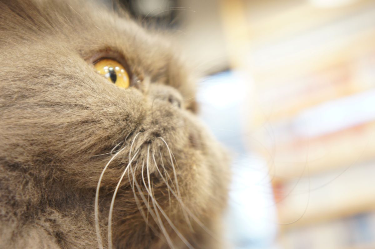 研究してほしいです↓
・なぜネコはまったく同じごはんなのに、隣の猫のお皿からなら追加で食べるのか
・なぜネコは残したお皿の位置を移動しただけでまた食べだすのか
・なぜネコはお皿からは食べようとしないのに、人の手ですくって持っていくと食べだすのか