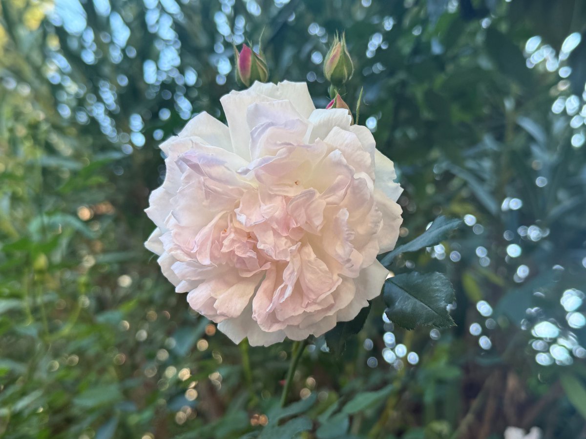 LeCannetVille's tweet image. Belle journée à tous ! 🌸

#LeCannet #CotedAzurFrance #MagnifiqueFrance #jaimemaville